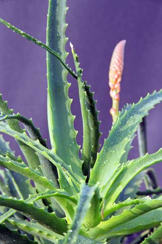 Piante Aloe
