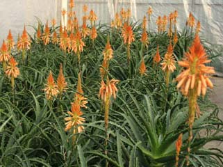 Aloe in Fiore