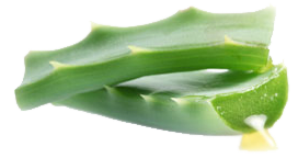 Aloe News